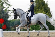What Are The Levels In Dressage Competitions?