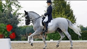 What Are The Levels In Dressage Competitions?