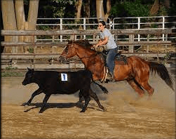 What Are The Strategies Used In Team Penning?